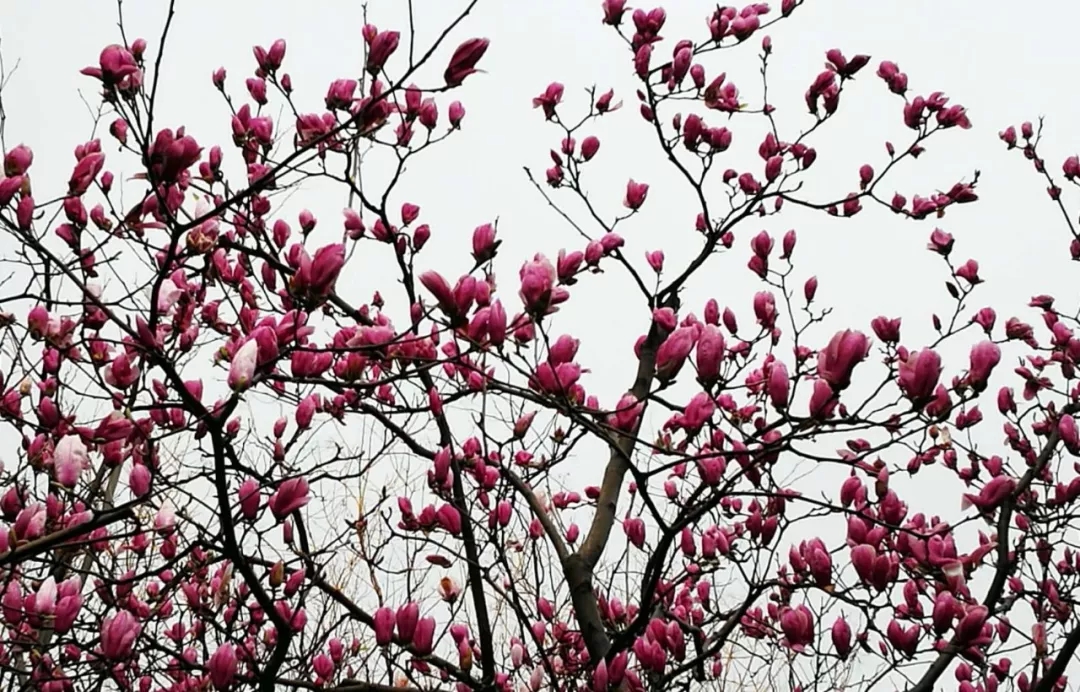第二期“一花一世界·玉兰花”名家水墨写生示范活动顺利举行